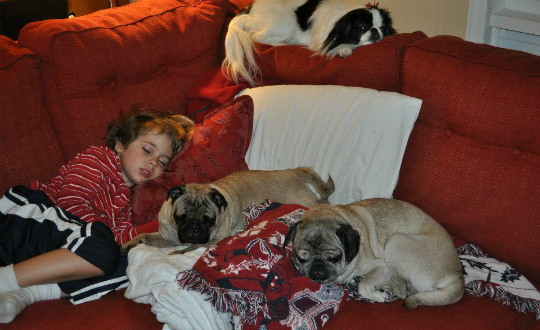 16 of 26, Marion's three dogs lounging with her nephew.